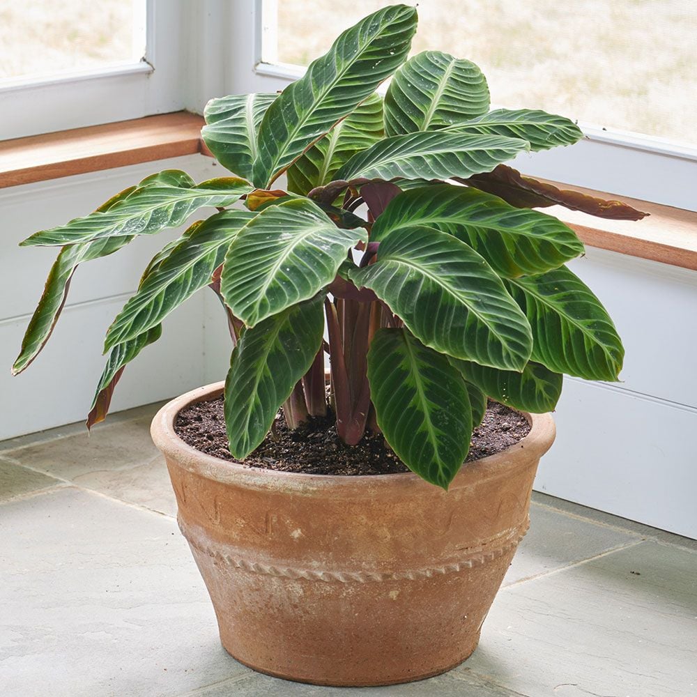 Calathea warscewiczii