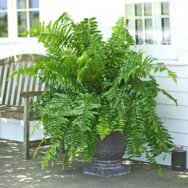 Macho Fern White Flower Farm