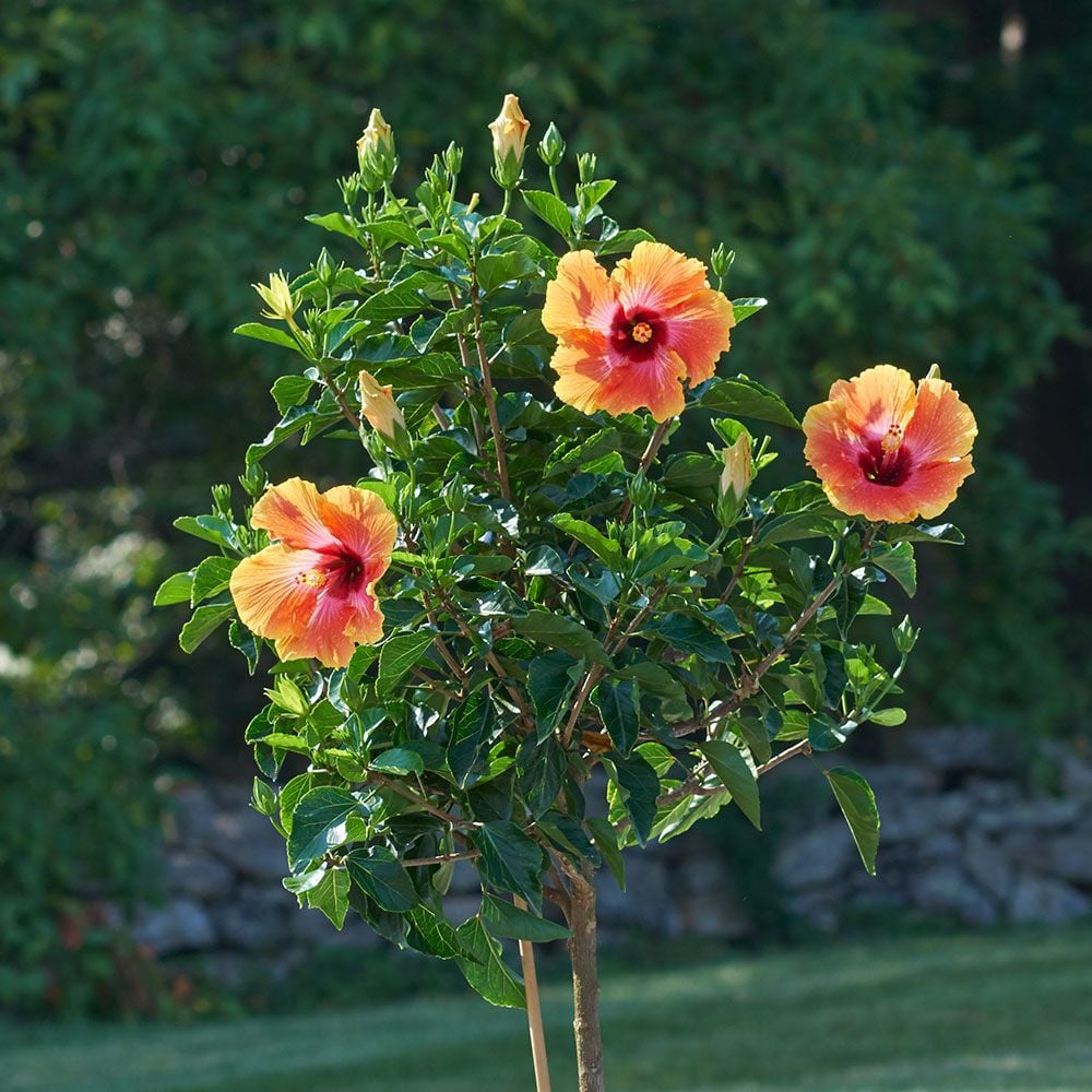 tropical hibiscus 'fiesta' topiary