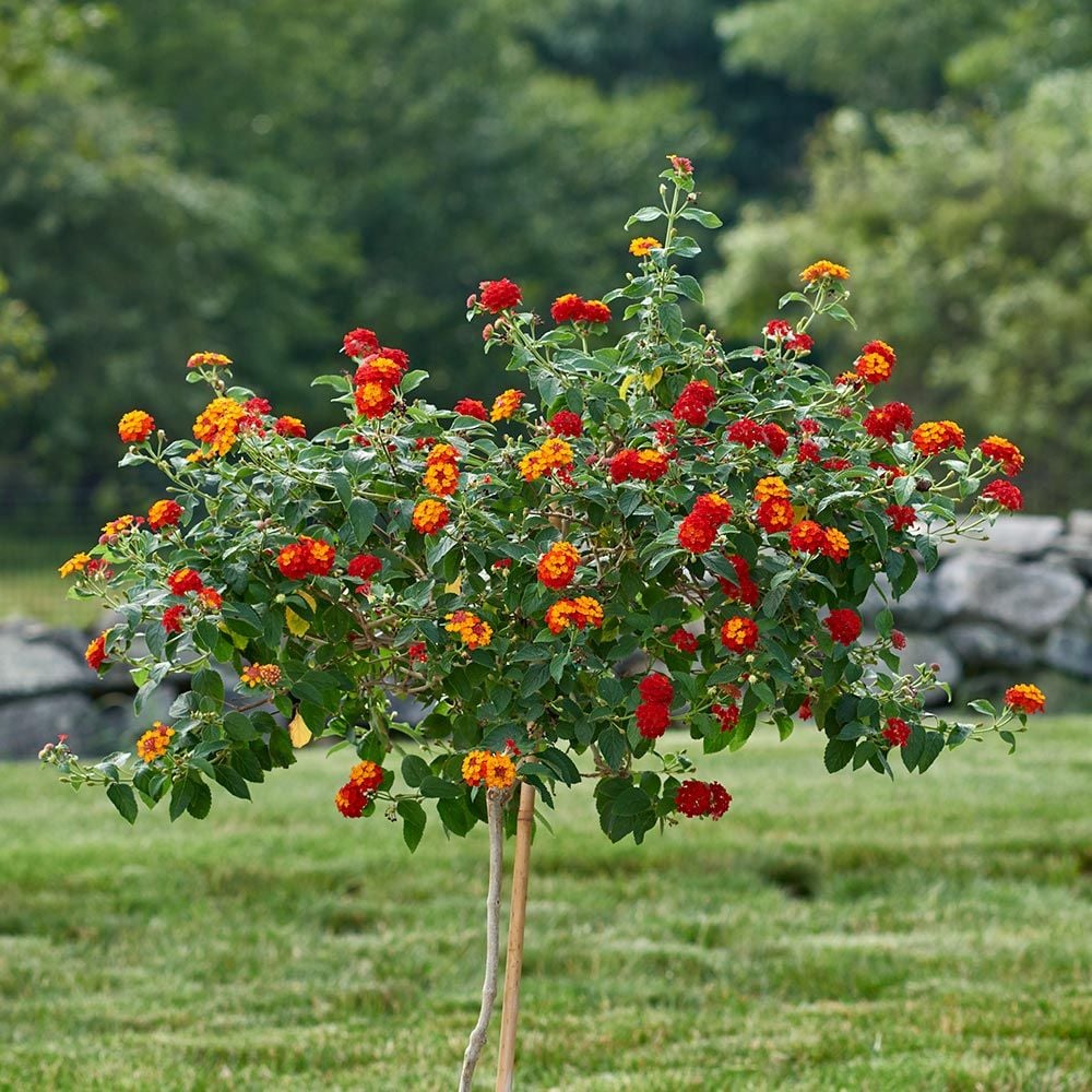 Lantana Dallas Red Topiary White Flower Farm