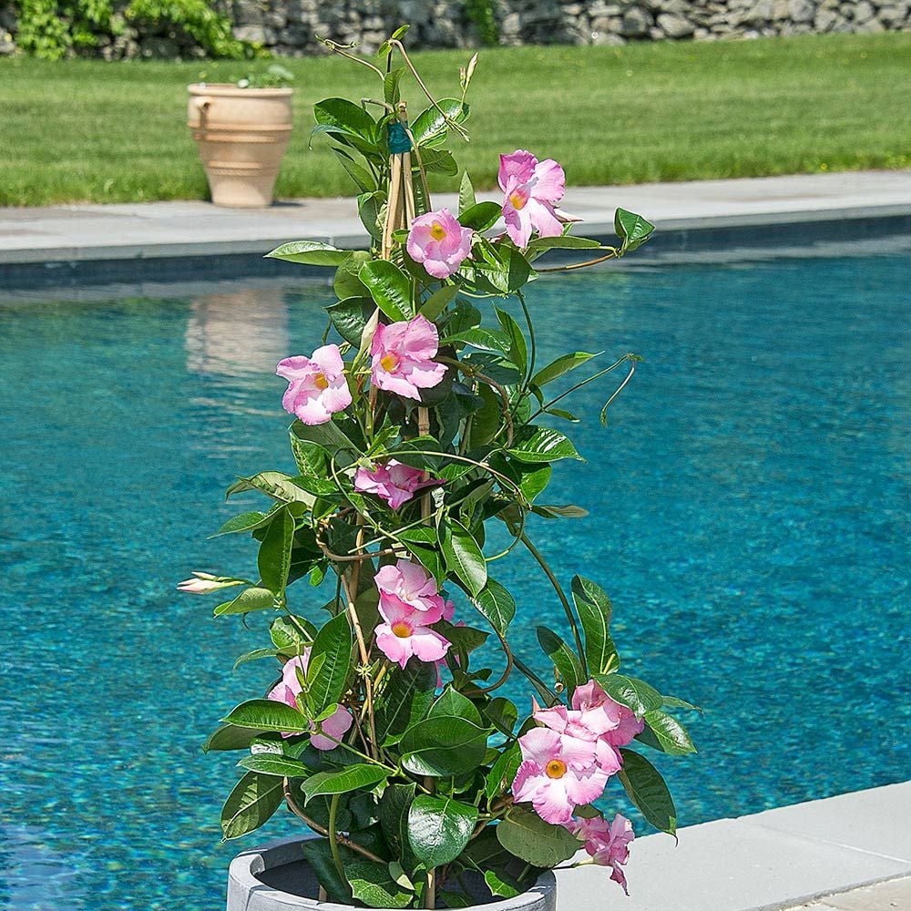 Pink Mandevilla