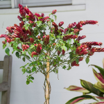  Red Shrimp Plant Topiary