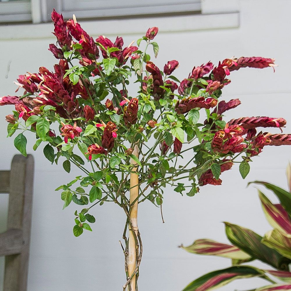 Red Shrimp Plant Topiary