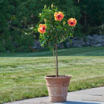  Tropical Hibiscus 'Fiesta' Topiary