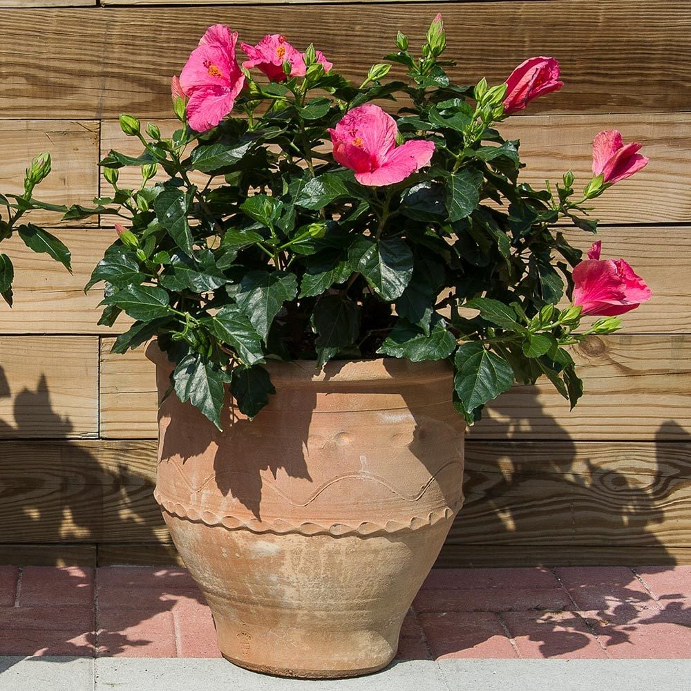 Tropical Hibiscus Tradewinds® 'Cayman Wind'