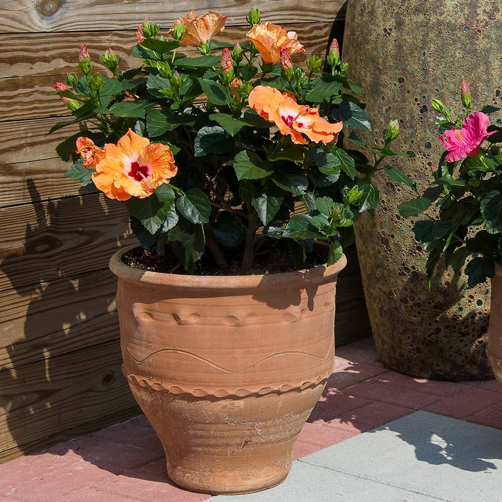 Tropical Hibiscus Tradewinds Mandarin Wind White Flower Farm