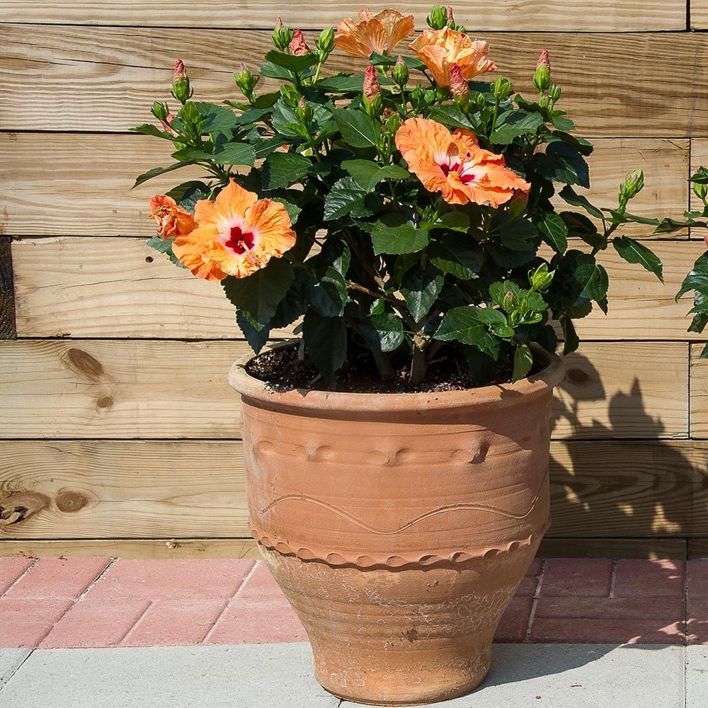 Tropical Hibiscus Tradewinds® 'Mandarin Wind'