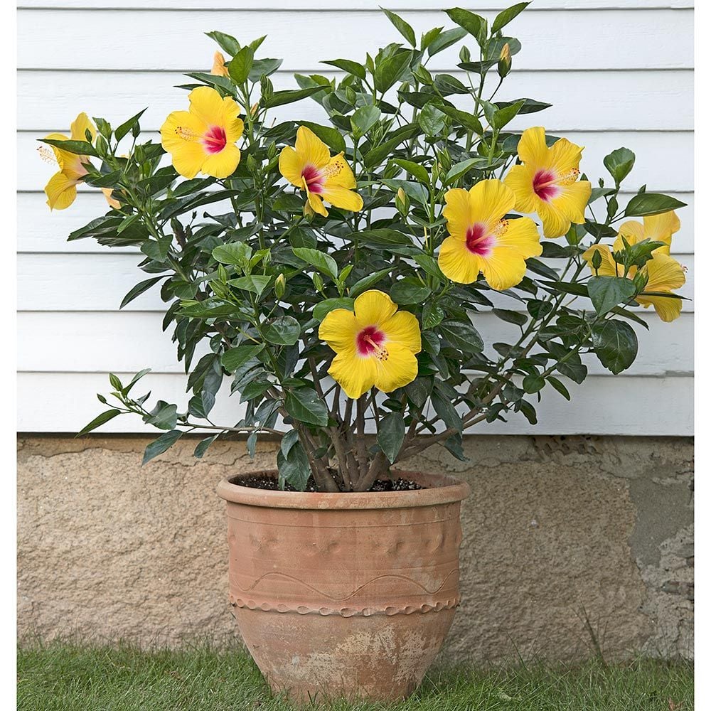 Tropical Hibiscus Hollywood® Chatty Cathy™