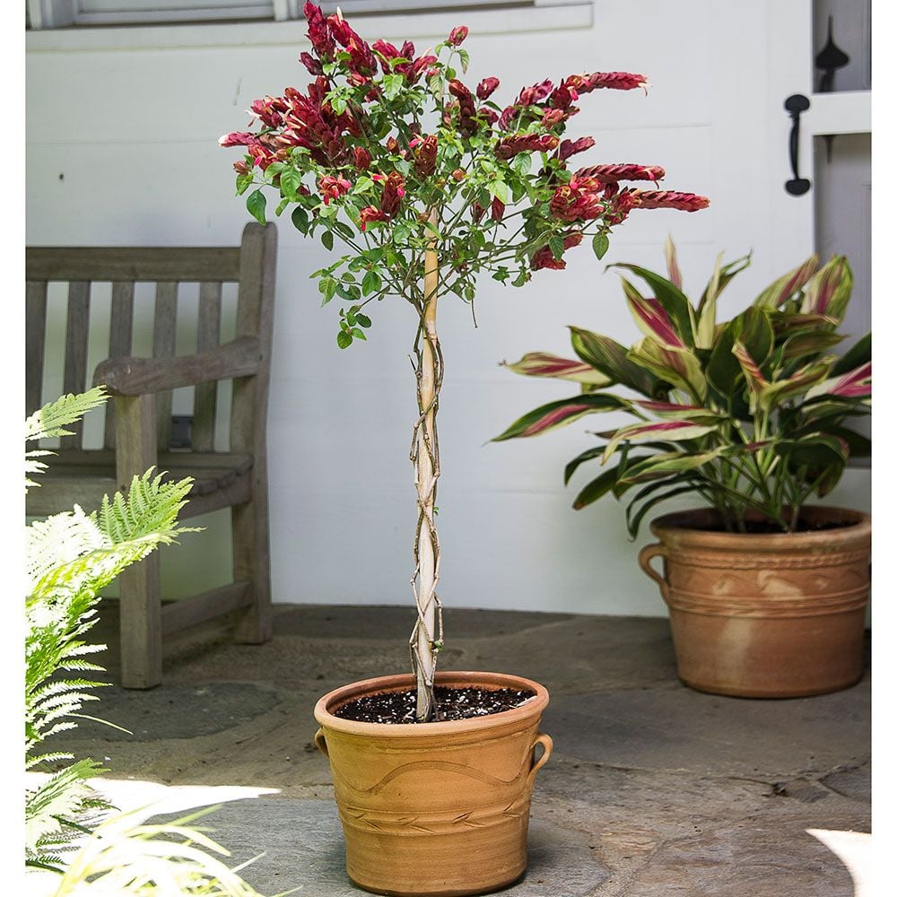 Red Shrimp Plant Topiary