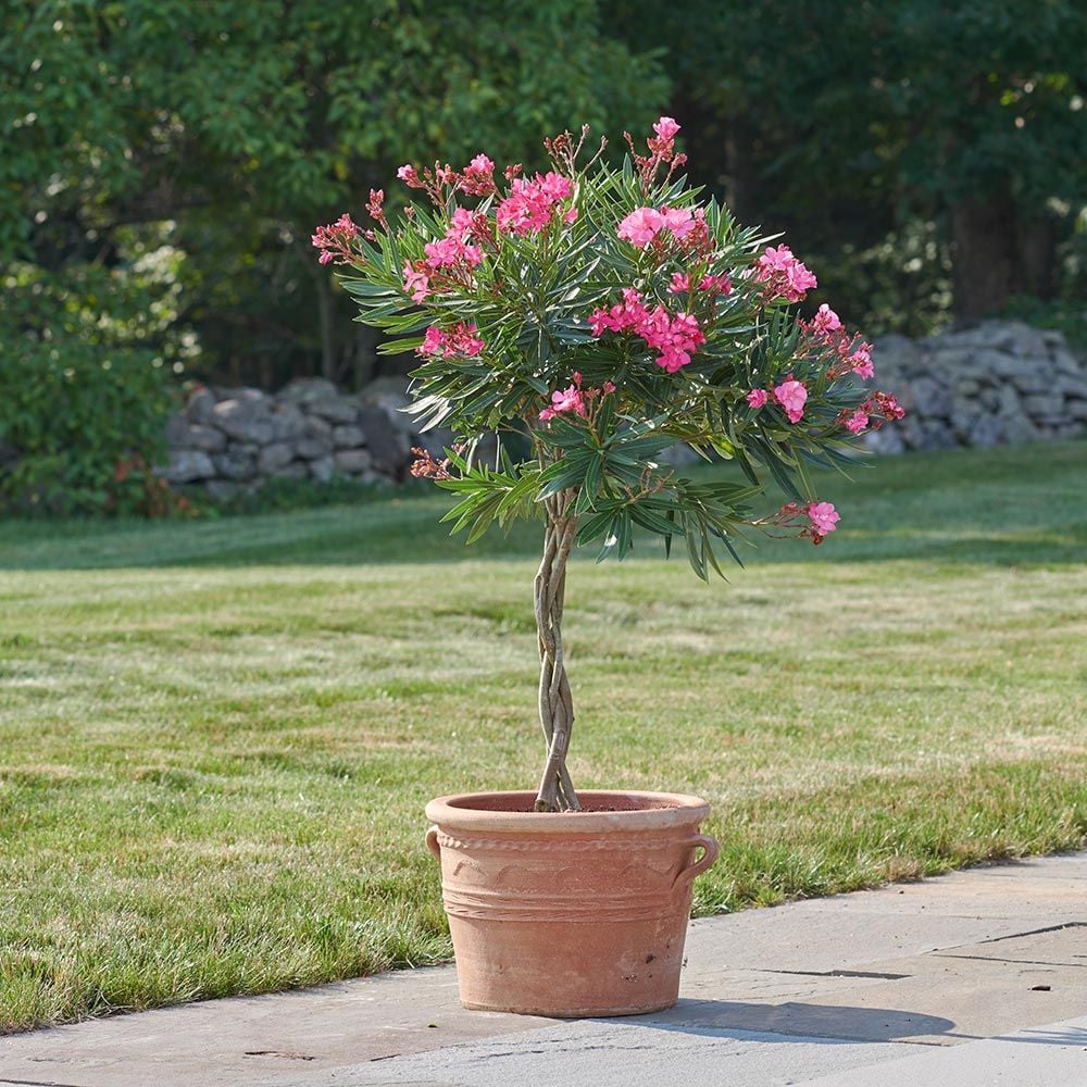 Oleander 'Calypso' Topiary