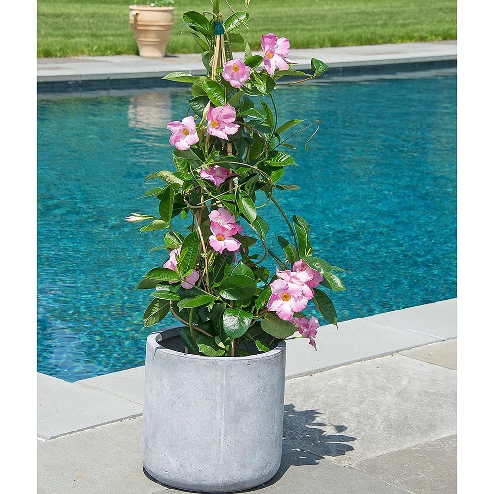 Pink Mandevilla