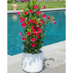  Mandevilla Tropical Breeze™ 'Raspberry Kiss'