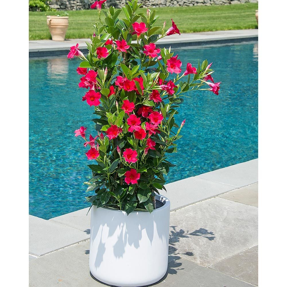 Mandevilla Tropical Breeze™ 'Raspberry Kiss'