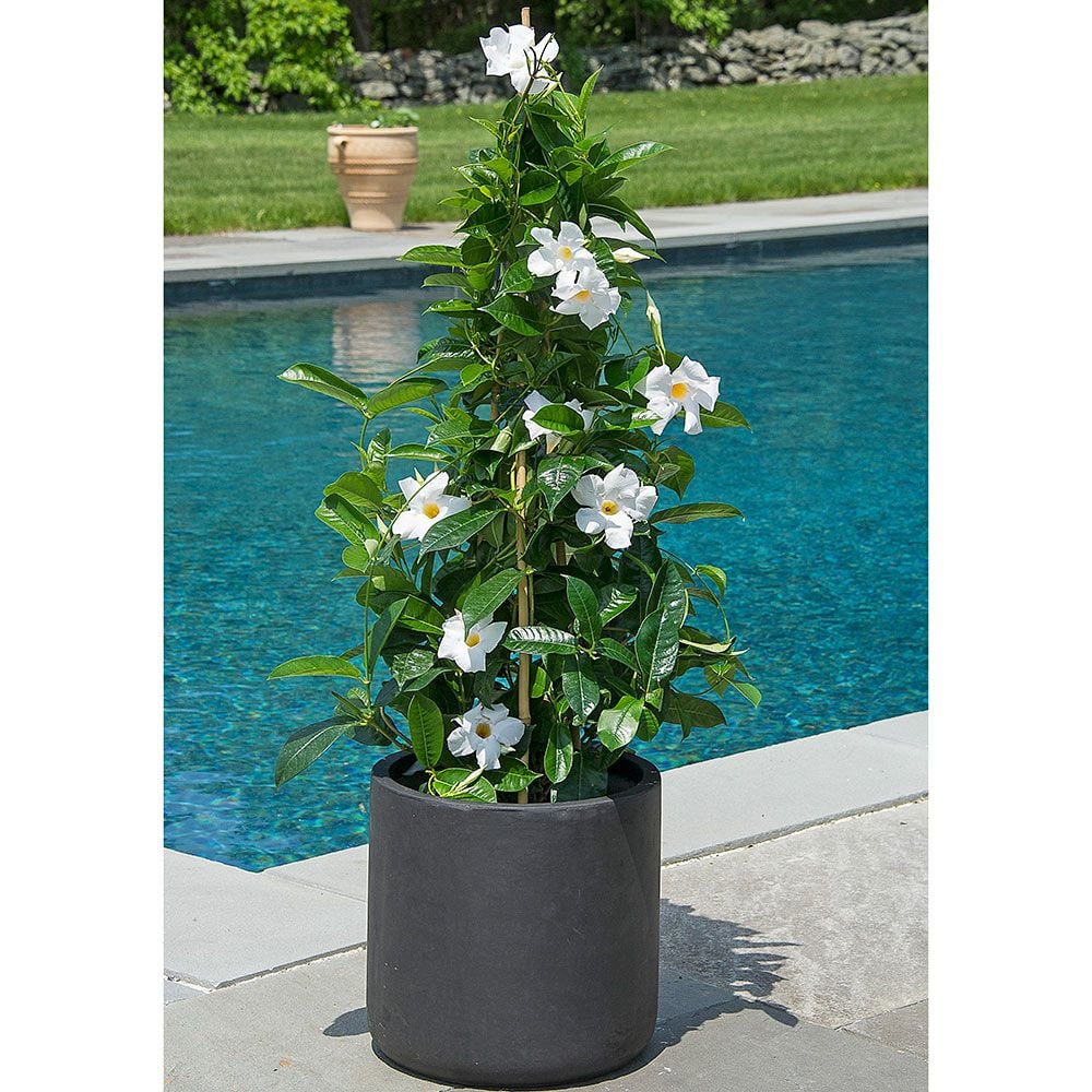 White Mandevilla