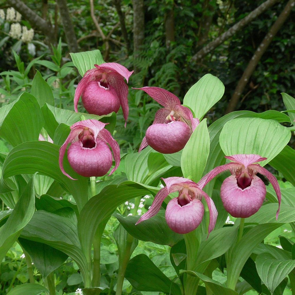 Cypripedium John Haggar