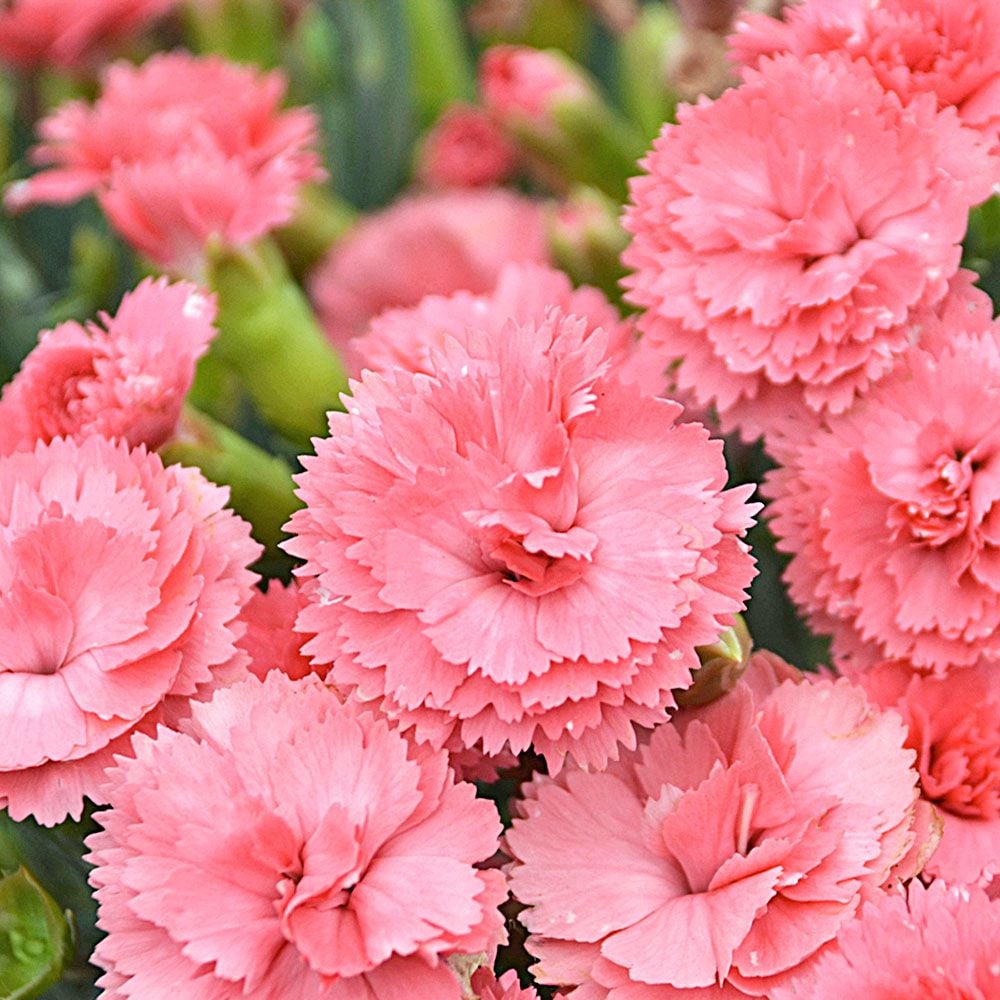 Dianthus Fruit Punch® 'Classic Coral'