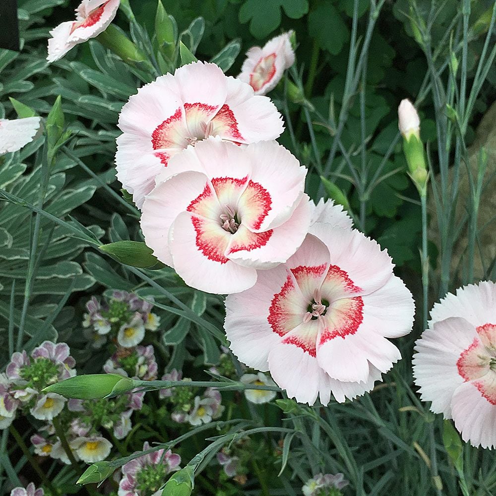 Dianthus American Pie™ 'Georgia Peach Pie'