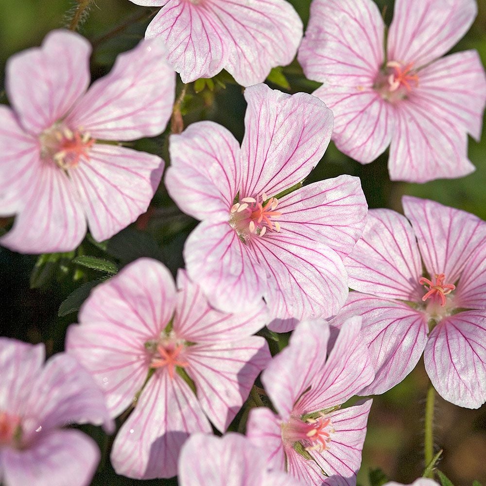 Geranium sanguineum 'Pink Pouffe'