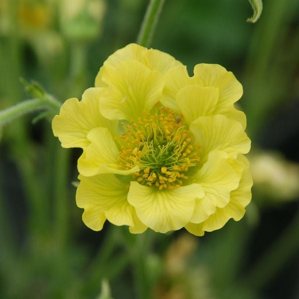 Geum Cocktails™ 'Banana Daiquiri' White Flower Farm