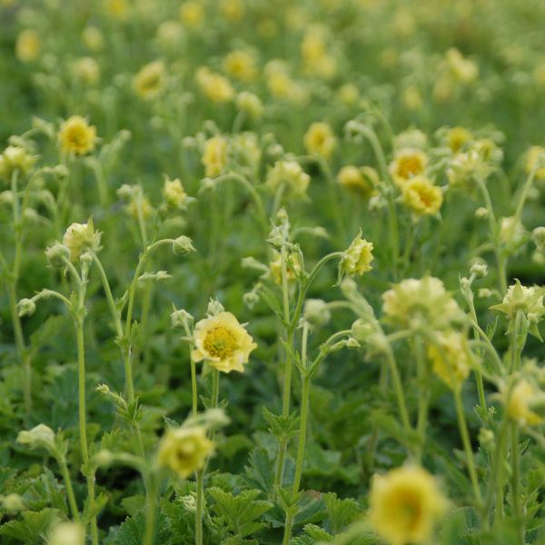 Geum Cocktails™ 'Banana Daiquiri' White Flower Farm