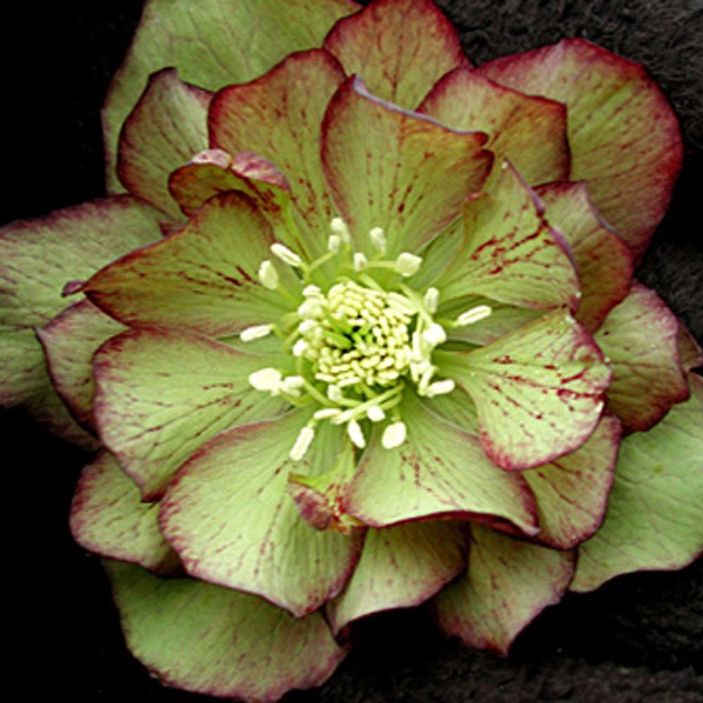 Helleborus x hybridus Winter Jewels® 'Jade Tiger'