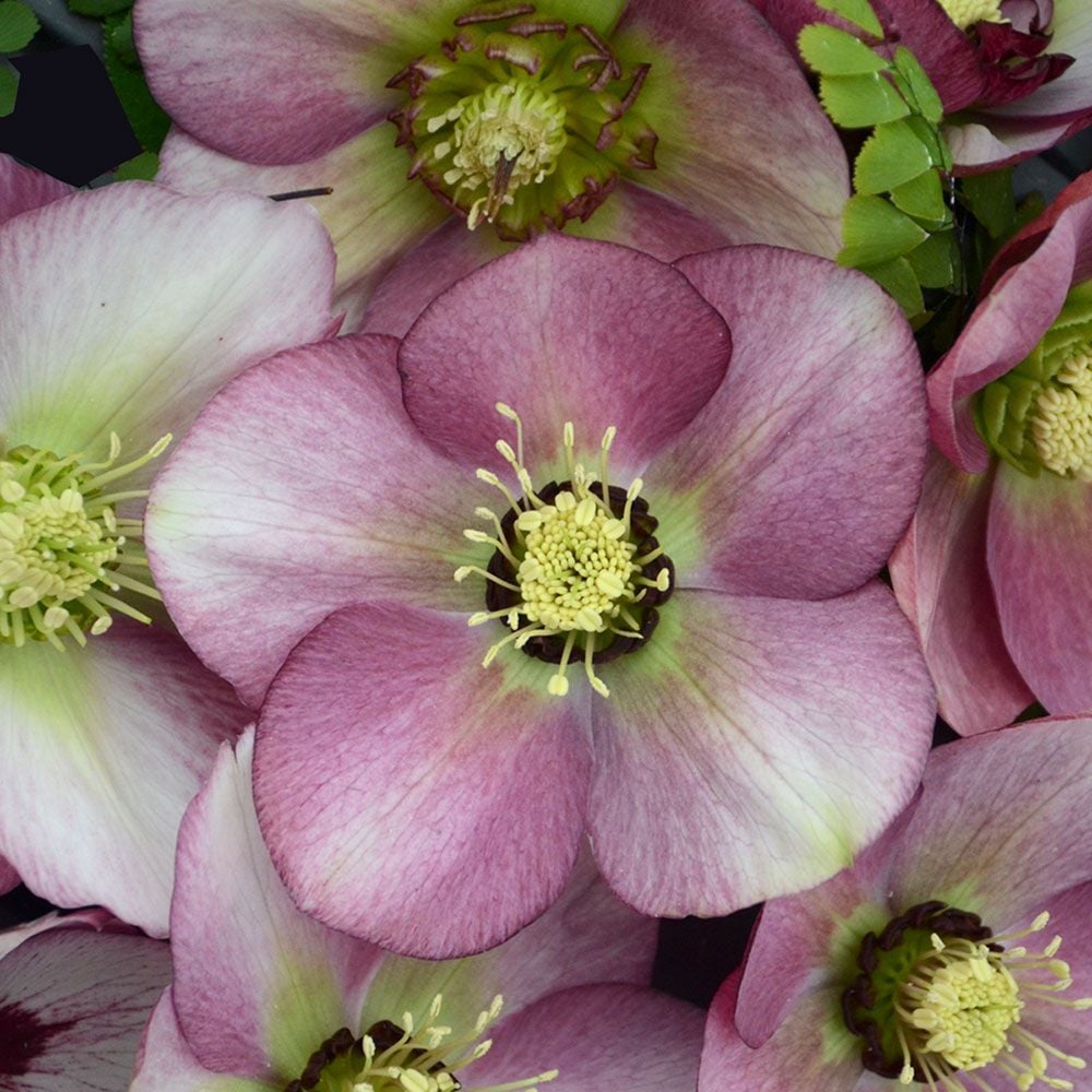 Helleborus Honeymoon® 'Paris in Pink'