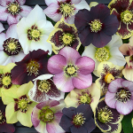  Helleborus Honeymoon® Mix