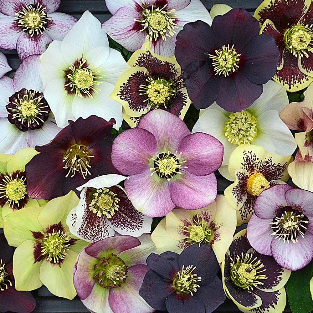 Helleborus Honeymoon® Mix