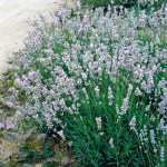  Lavandula x intermedia (Lavender) 'Provence'