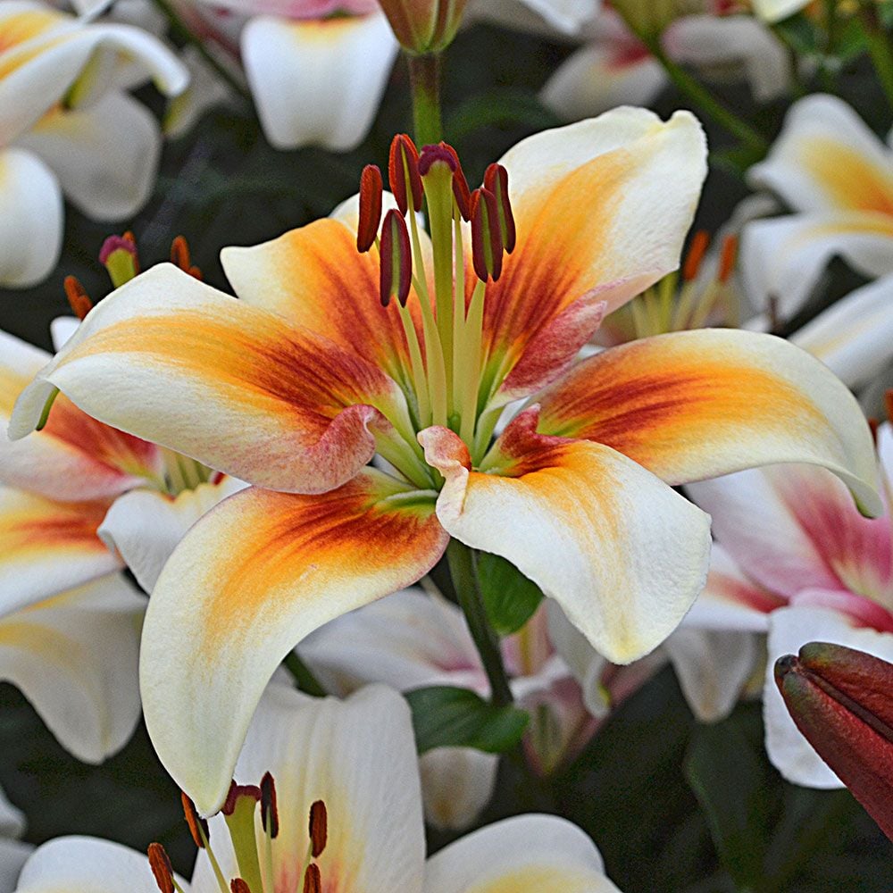 Lilium 'Tinos'