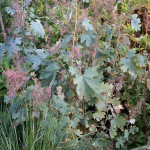  Macleaya microcarpa 'Kelway's Coral Plume'