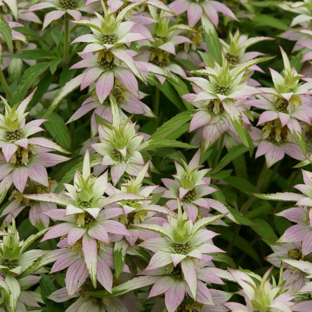 Image of Monarda tall white perennial