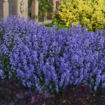  Nepeta 'Cat's Pajamas'