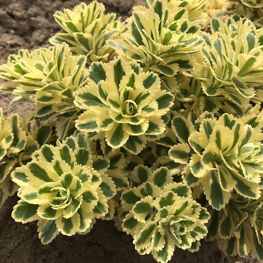 Sedum takesimense Atlantis™