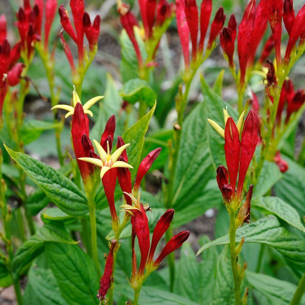 spigelia-marilandica-white-flower-farm