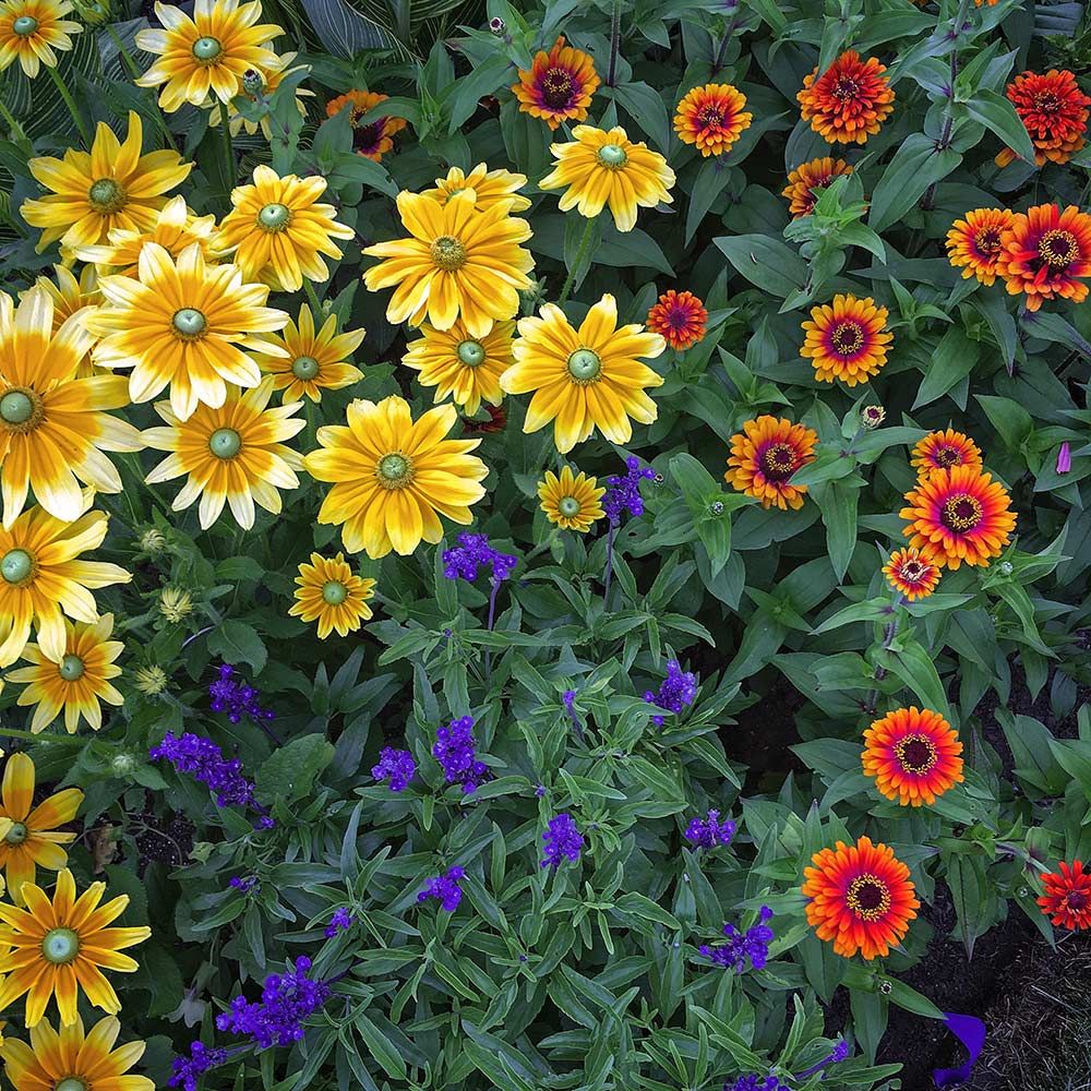 Full Spectrum Annual Garden