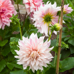  Dahlia 'Café au Lait'