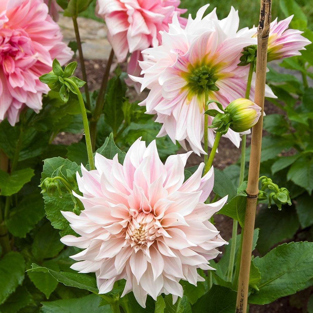 Dahlia 'Café au Lait'