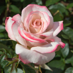  Rose Pinkerbelle™