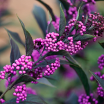  Callicarpa Pearl Glam®