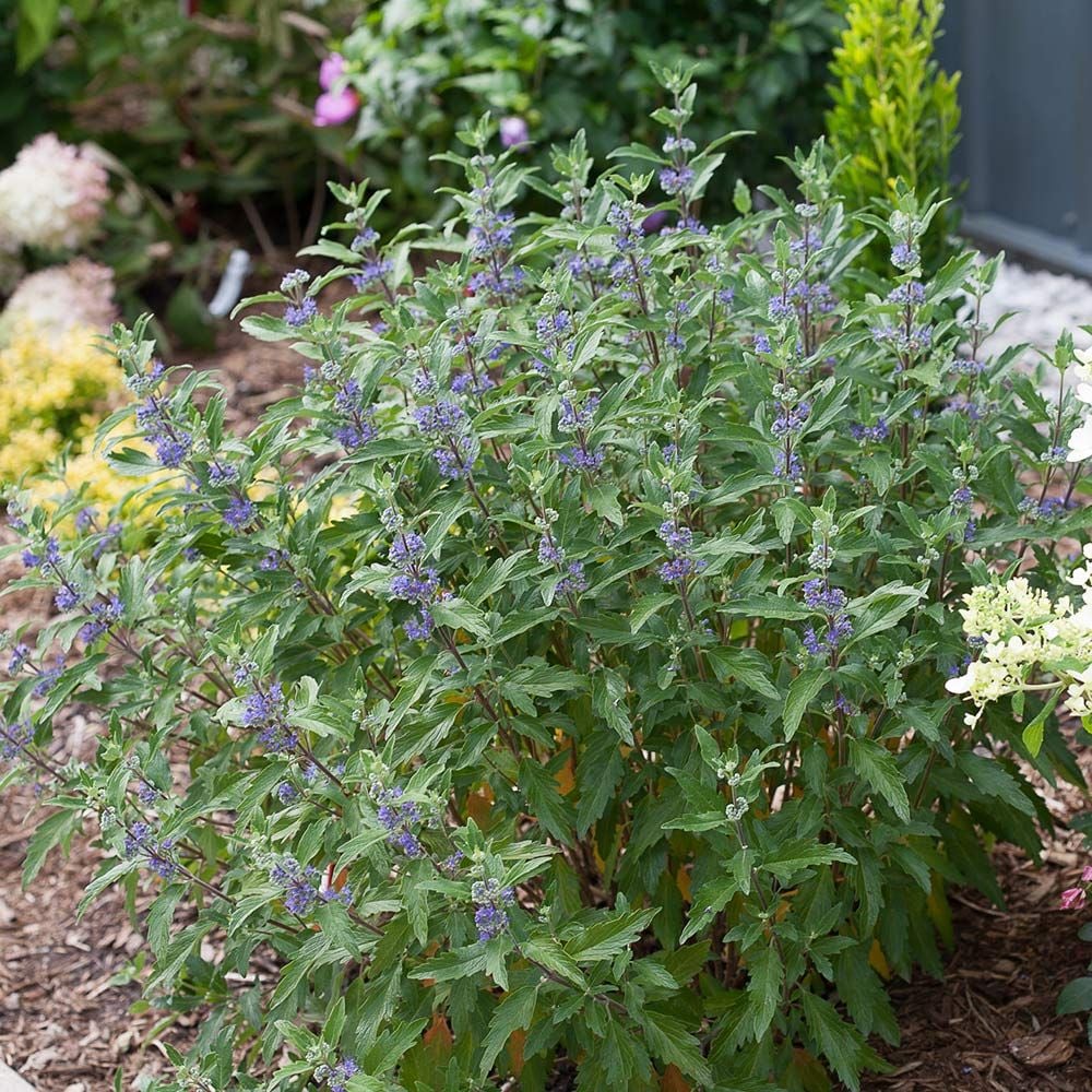 Caryopteris x clandonensis Beyond Midnight® | White Flower Farm