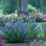  Caryopteris x clandonensis Beyond Midnight®