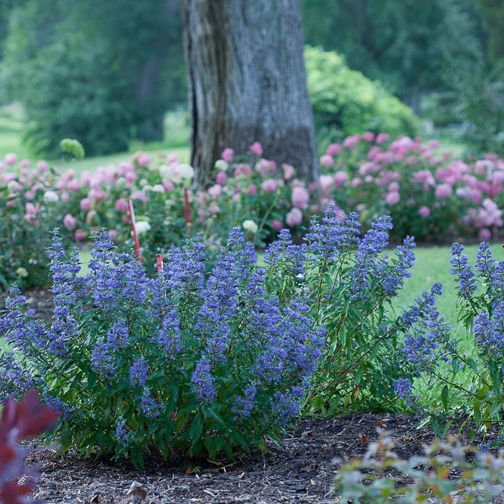 Caryopteris x clandonensis Beyond Midnight®