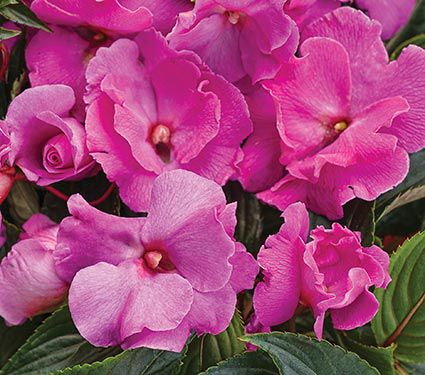 Impatiens Ruffles™ Fuchsia Rose | White Flower Farm