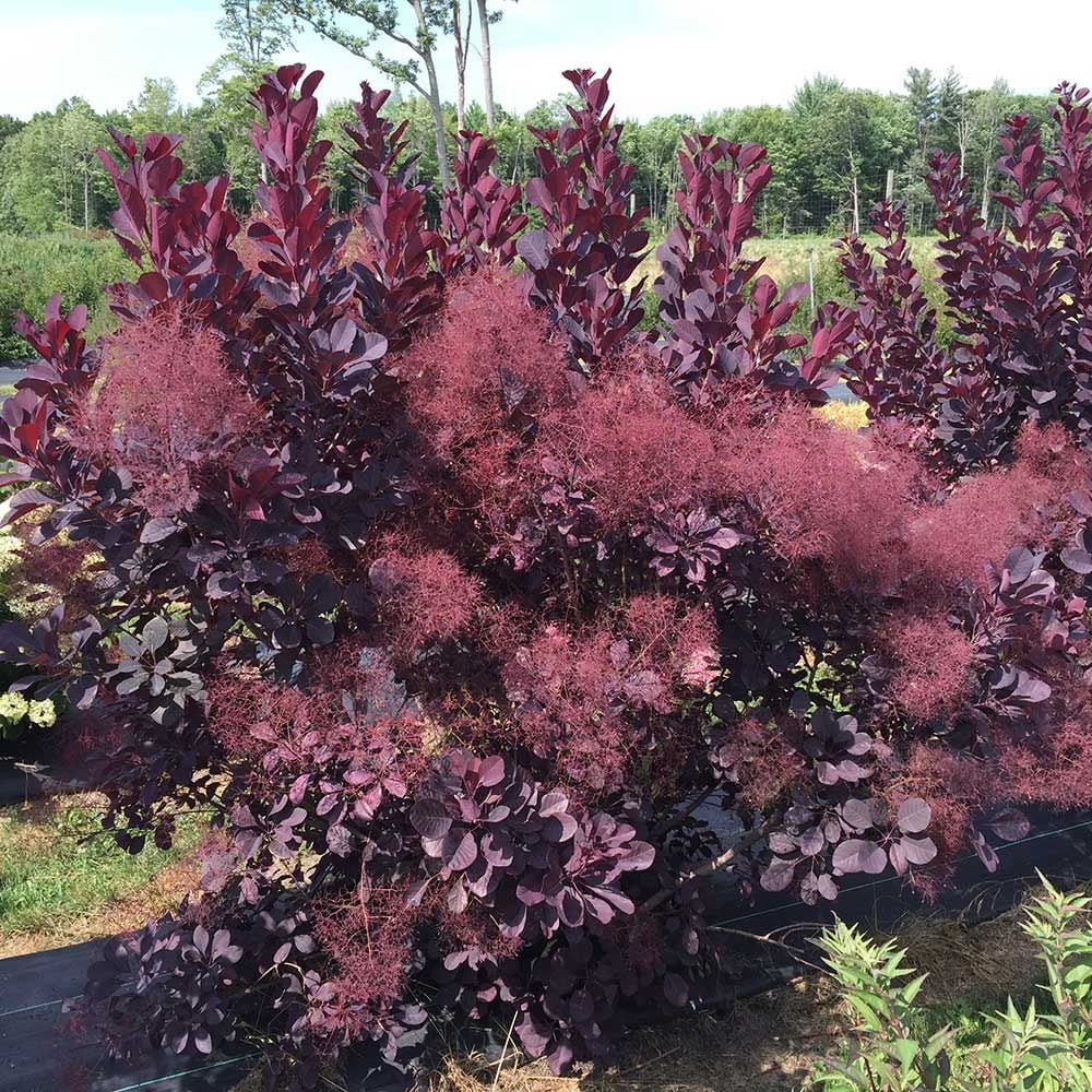 Cotinus coggygria Winecraft Black®