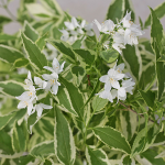  Deutzia Creme Fraiche®