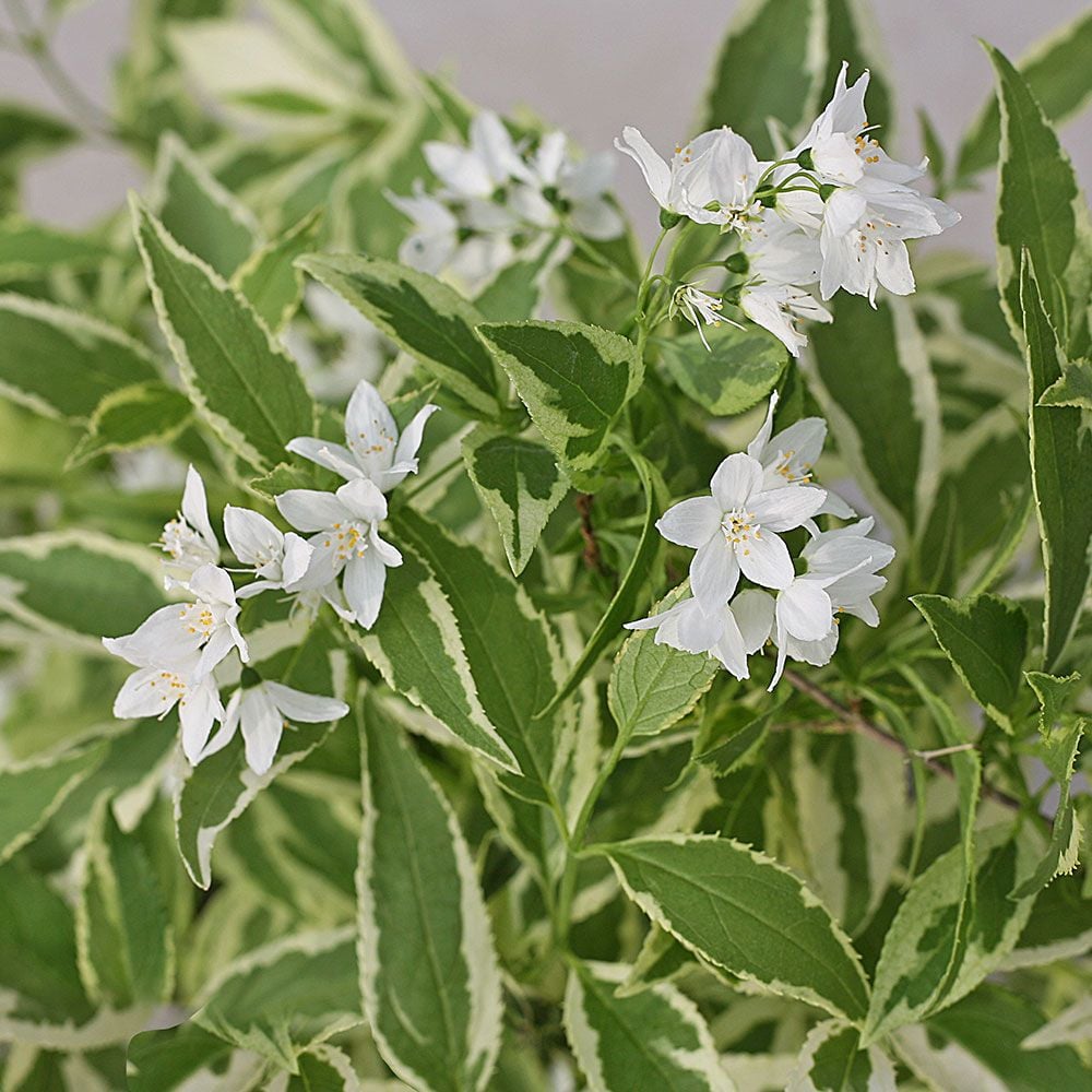 Deutzia Creme Fraiche®