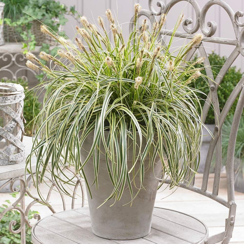Ornamental Grass Carex Feather Falls™ White Flower Farm