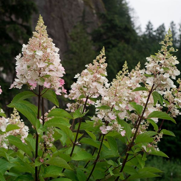 Hydrangea paniculata Candelabra® White Flower Farm