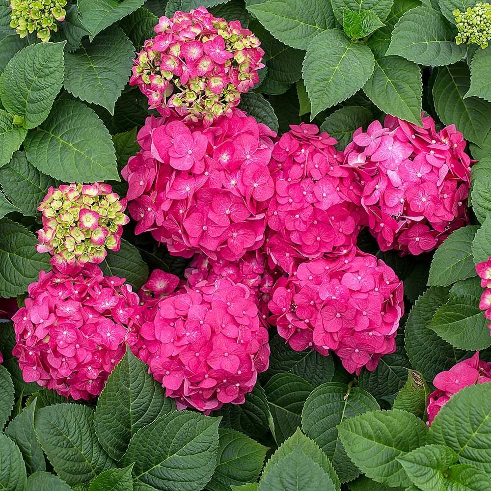 Hydrangea macrophylla Endless Summer® Summer Crush®